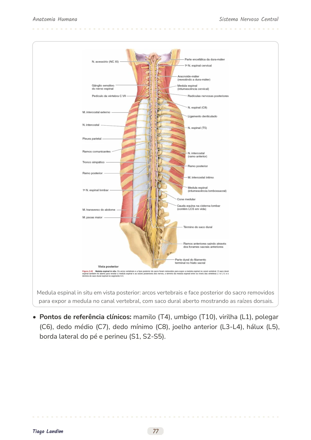 Sistema Nervoso Central