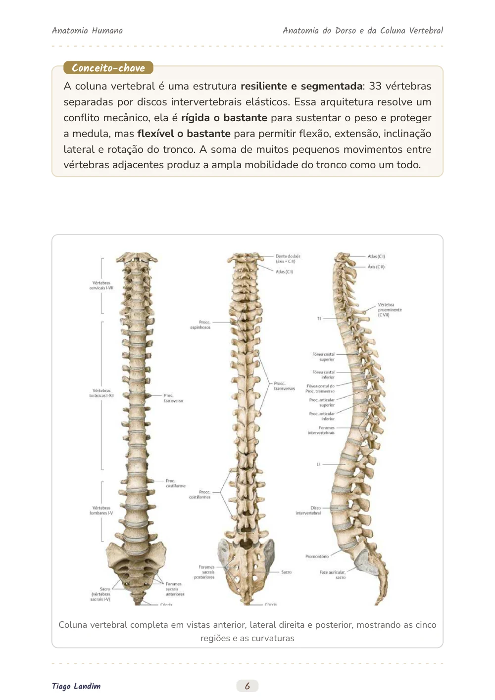 Anatomia do Dorso e da Coluna Vertebral