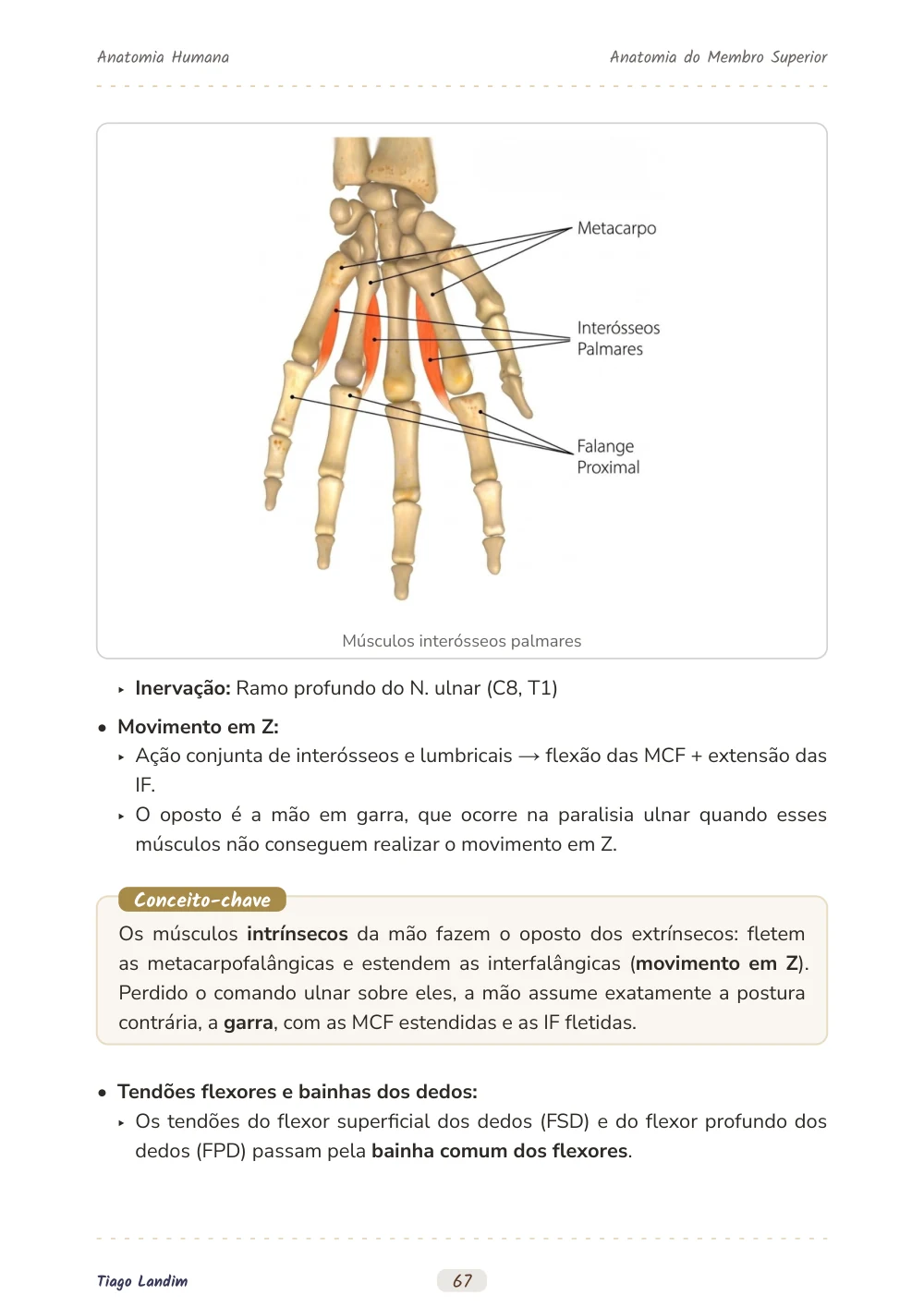 Anatomia do Membro Superior