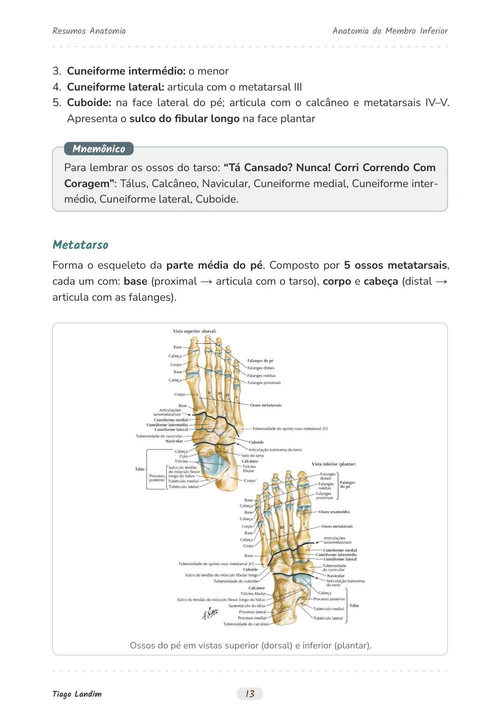 Anatomia do Membro Inferior