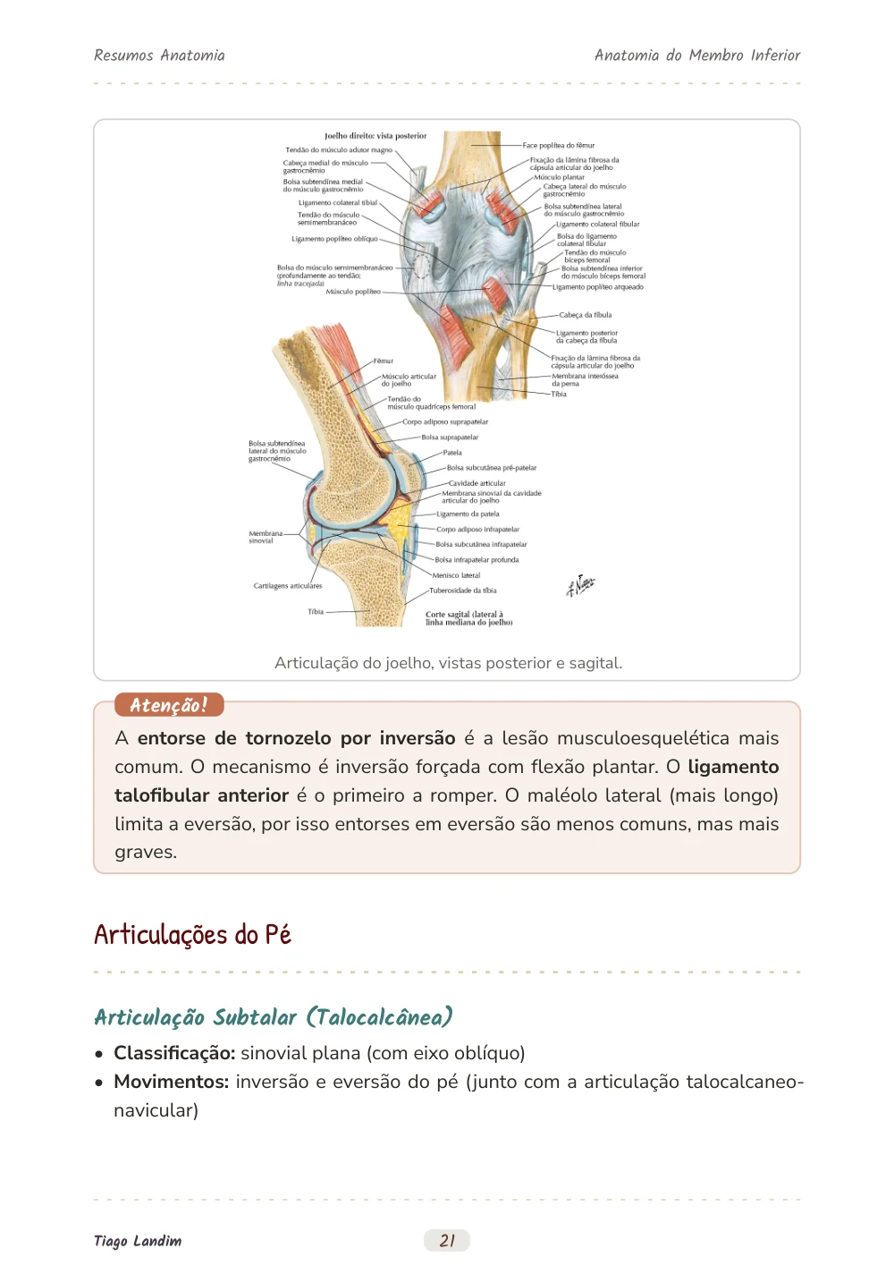 Anatomia do Membro Inferior