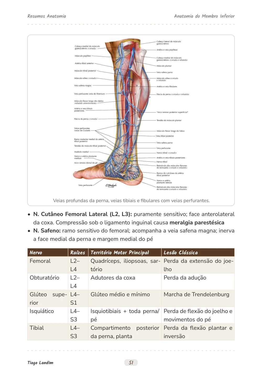 Anatomia do Membro Inferior