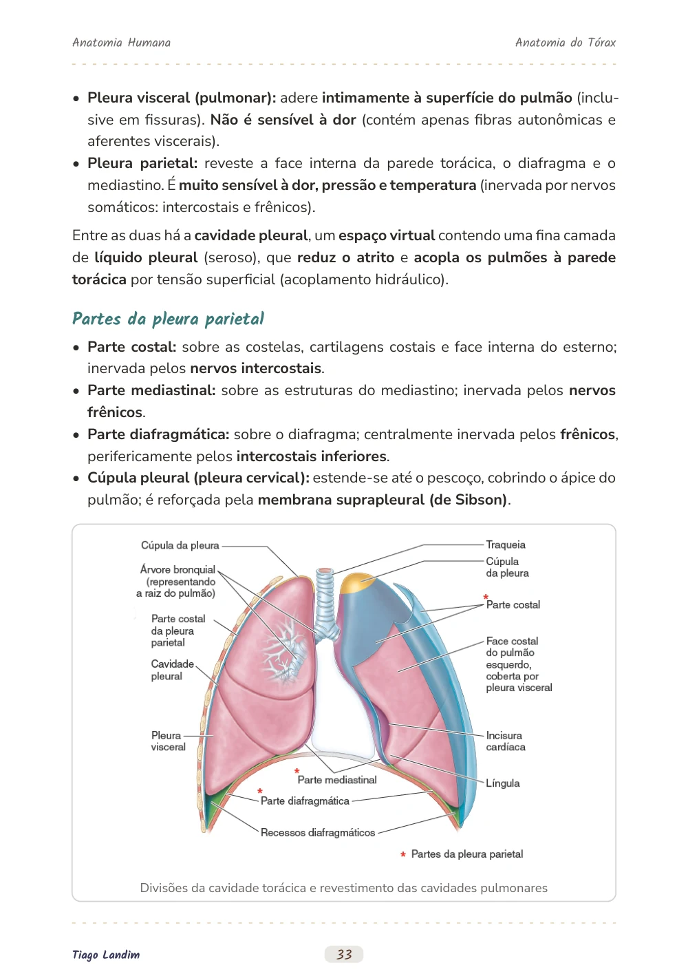 Anatomia do Tórax