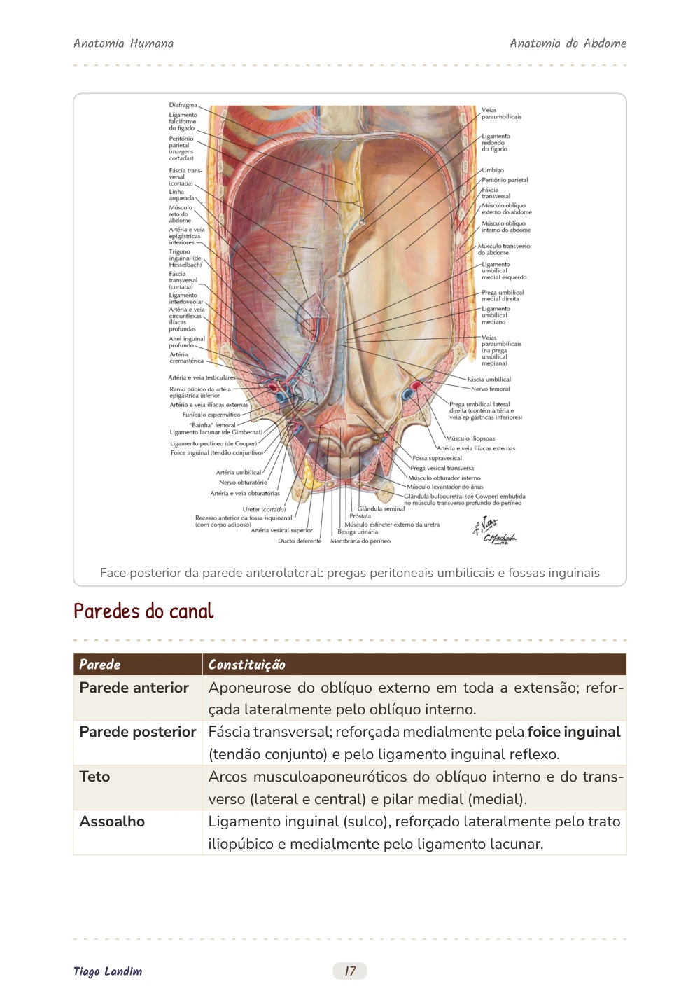 Anatomia do Abdome