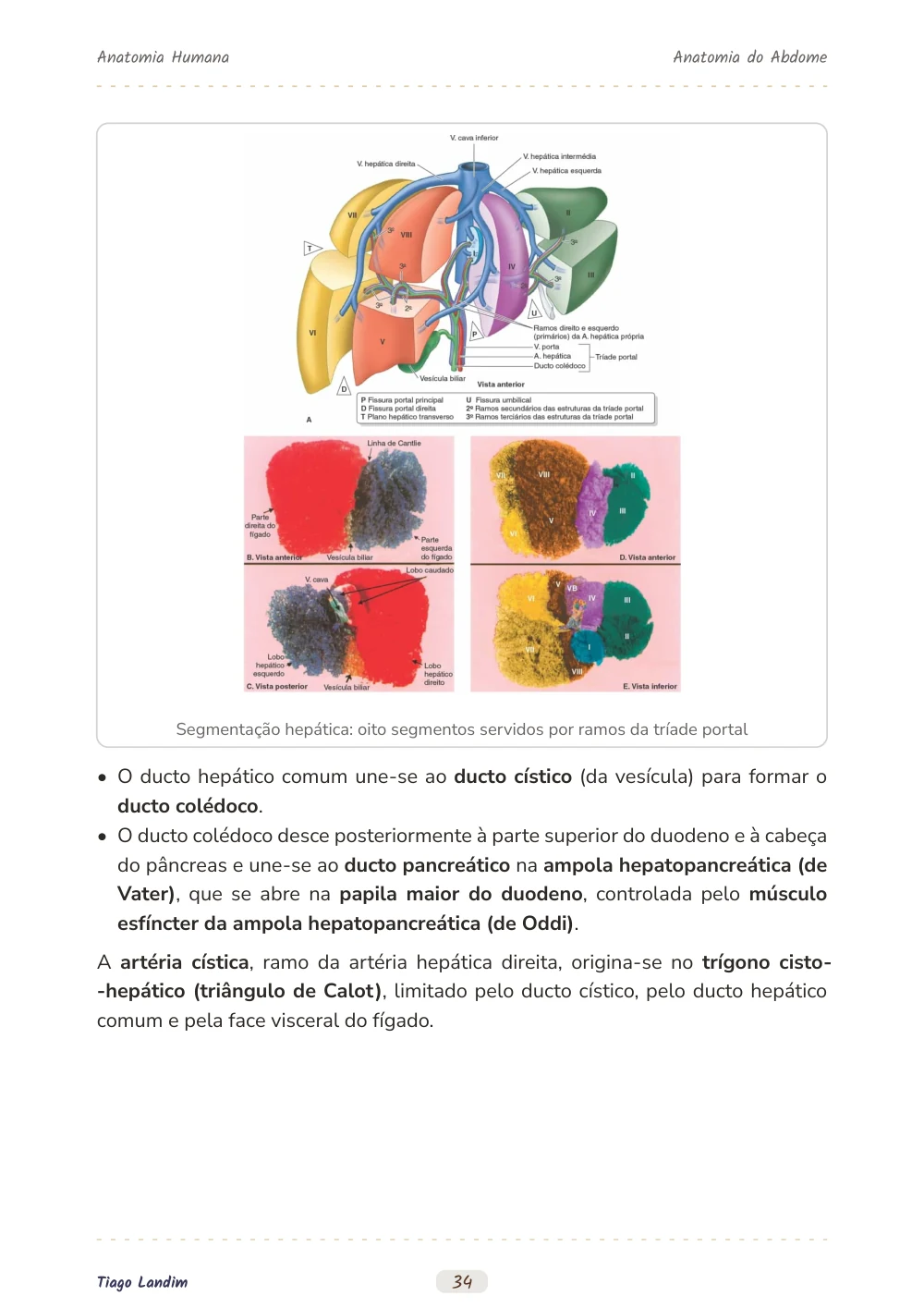 Anatomia do Abdome