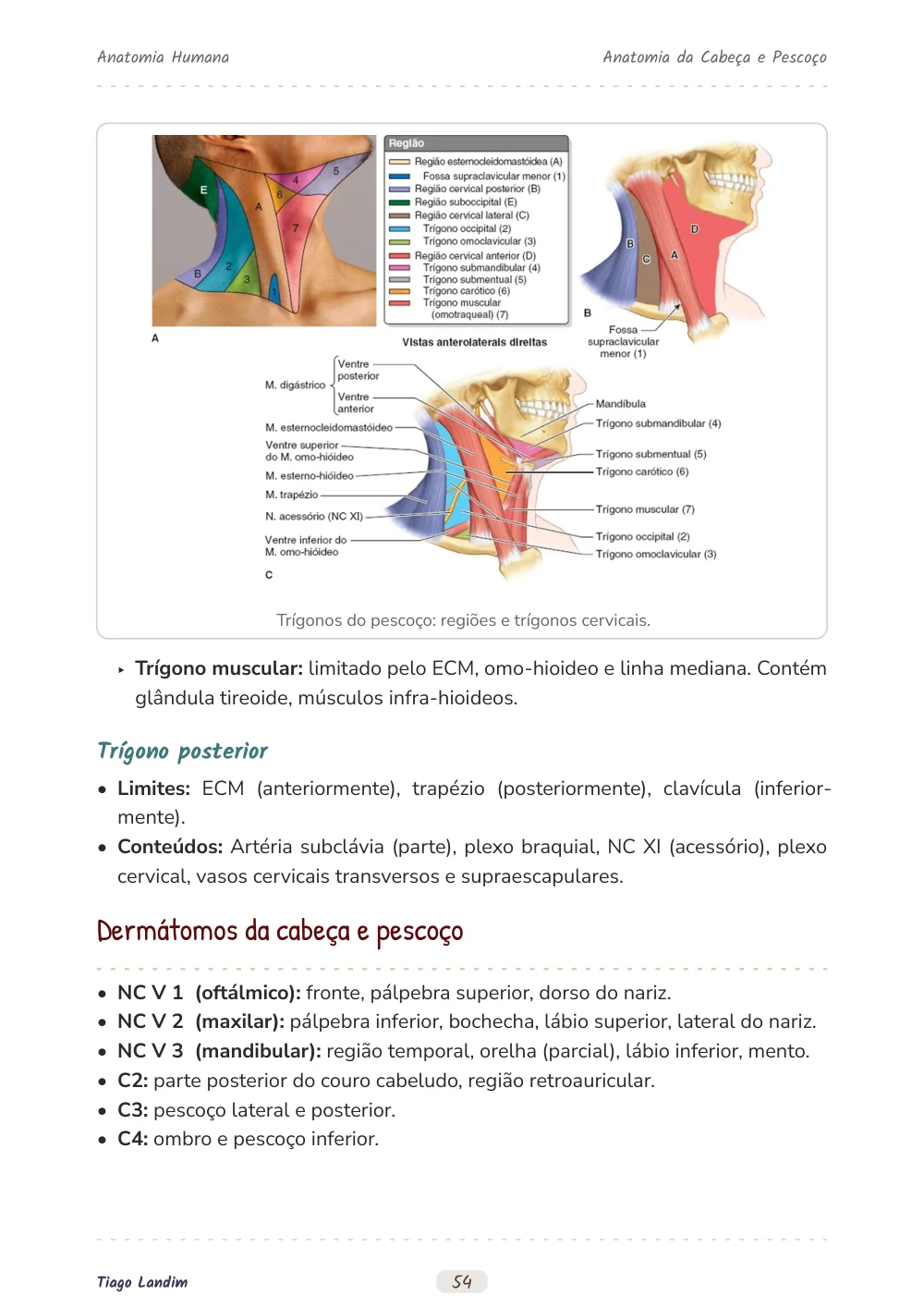 Anatomia da Cabeça e Pescoço