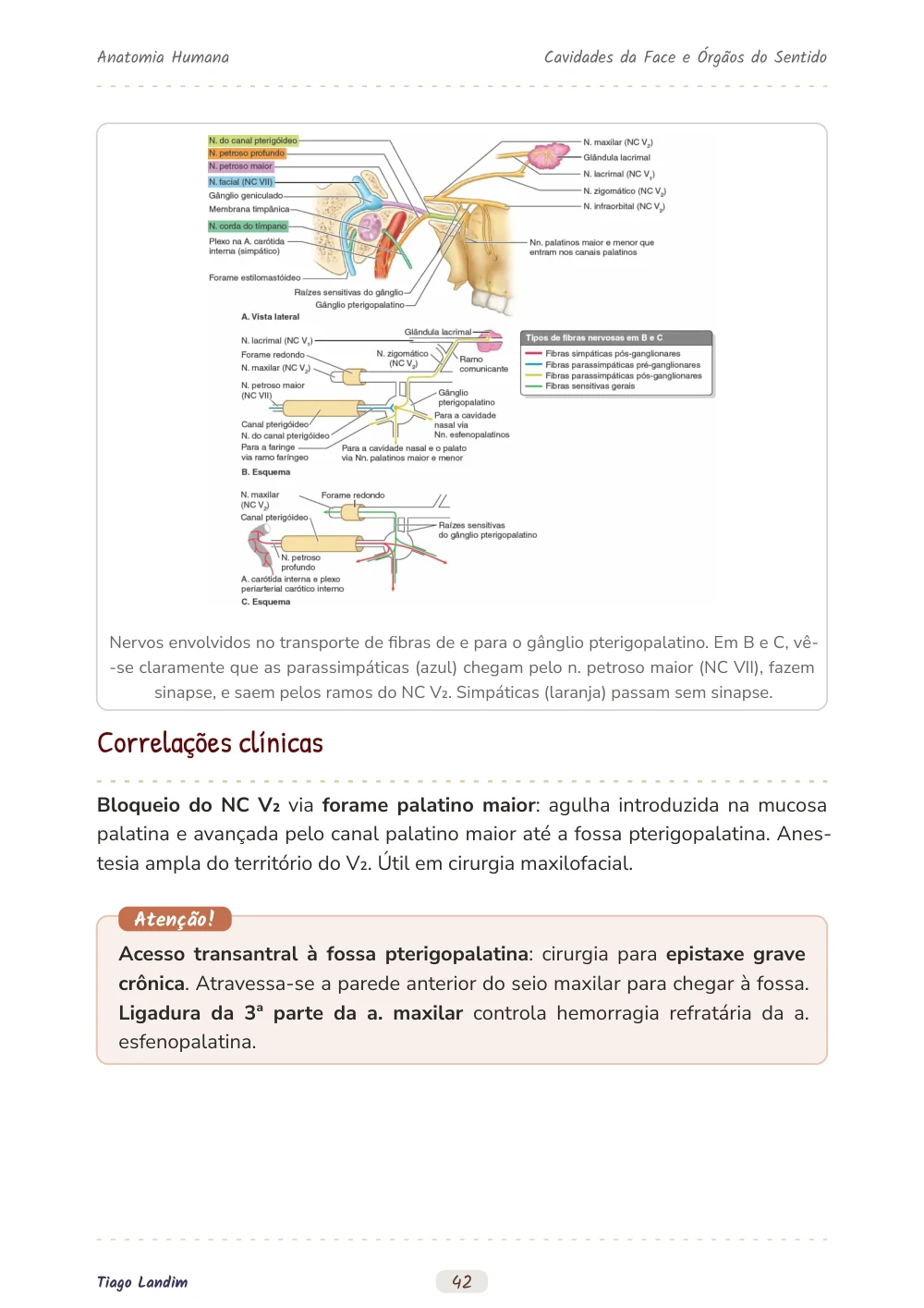Cavidades da Face e Órgãos do Sentido