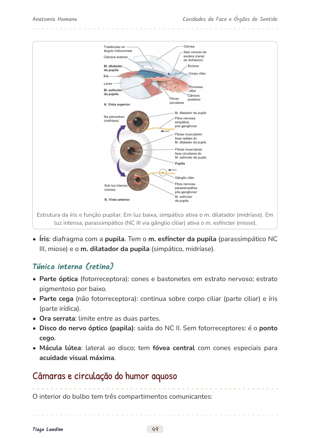 Cavidades da Face e Órgãos do Sentido