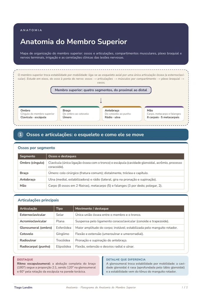 Fluxogramas - Anatomia do Membro Superior